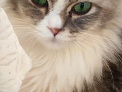 -有喵·猫咖·狗咖·30几只猫10只小狗(岗厦店)