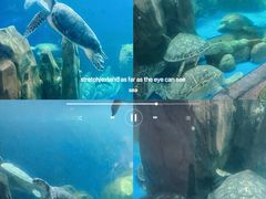 -广东惠东海龟国家级自然保护区