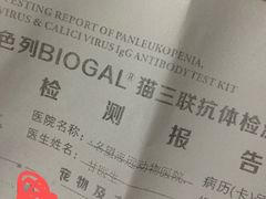 -瑞派名望志远动物医院·猫科·內科·异宠专科(直港大道店)