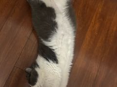 -钟方模白家肥肠粉(春熙店)