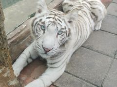 -贵州森林野生动物园