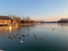 景点-天津水上公园