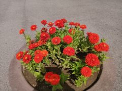 -老三羊汤【北兴隆街店】