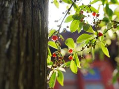 -东山雕花楼