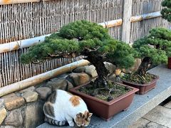 -龙华素斋(龙华路店)