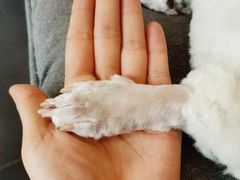 -熊小胖宠物生活馆(天华园店)