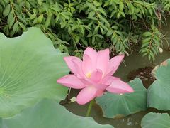 -红梅公园
