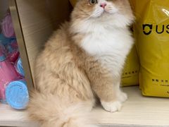 -钦宠·猫咪售卖·洗护·寄养(东圃旗舰店)