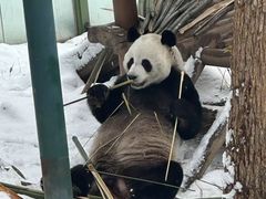 -栾川竹海野生动物园