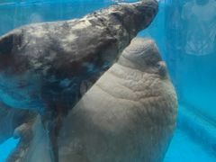 -海合安成都极地海洋公园