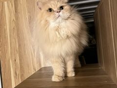 -瑞鹏宠物医院·骨科·猫科·内科(第一中心)