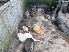 -海南热带野生动植物园