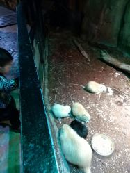 -酷嗒动物文化乐园(cutezoo西溪乐天城店)