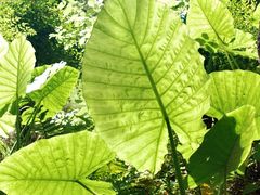 -深圳仙湖植物园