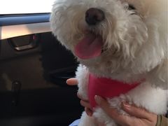 -瑞派福兴宠物医院犬猫全科·骨科·中西医结合(河东店)