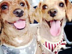 -百好乐宠物友好餐厅(朝外大街店)