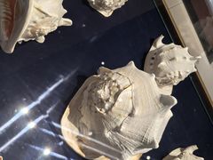 -青岛贝壳博物馆