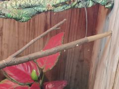 -上海大自然野生昆虫馆(东方明珠·爬宠昆虫探索中心)