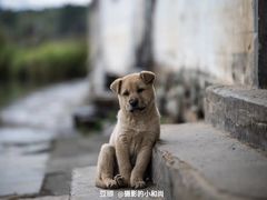-喜洲杨记破酥粑粑
