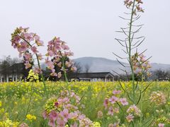 -漩门湾国家湿地公园