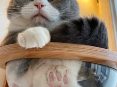 -Catmate·猫肥家润(金润铂宫店)