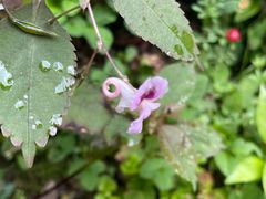-西岭雪山大飞水景区
