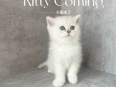 -小猫来了·猫舍(红山六九七九店)