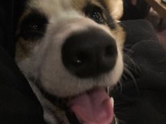 -百好乐宠物友好餐厅(朝外大街店)