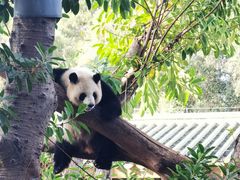 -广州动物园