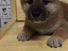 -1013 PET SHOP 宠物商店(近铁城市广场店)