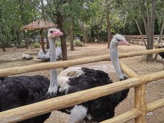 -大连森林动物园