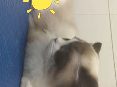 -艾贝尔宠物医院 ·内科全科(梁溪路店)