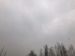 -两河城市森林公园