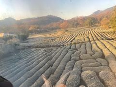 -灵顺寺
