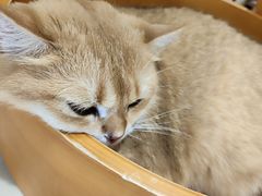 -藏猫猫咖啡主题馆(中央大道店)