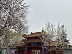 -桃花堤公园