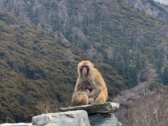 -稻城亚丁景区-冲古草甸