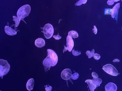 -太平洋海底世界