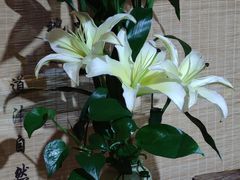 -福慧慈缘素食餐厅(王府井店)