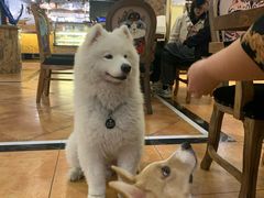 大堂-more than meow吴止猫主题餐厅(承德 中船汇店)