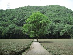 -云栖竹径