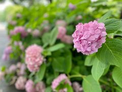 -上海滨江森林公园