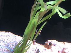 -暹罗海洋世界