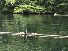 -西湖外事游船(花港观鱼码头)