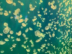 -江和美海洋公园