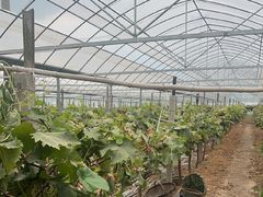 -马陆小张葡萄园农家乐