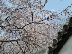 -桃花堤公园