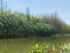 -贡湖湾湿地公园