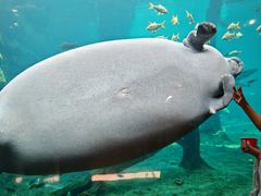 -珠海长隆海洋王国