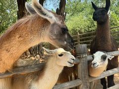 -鄂尔多斯野生动物园